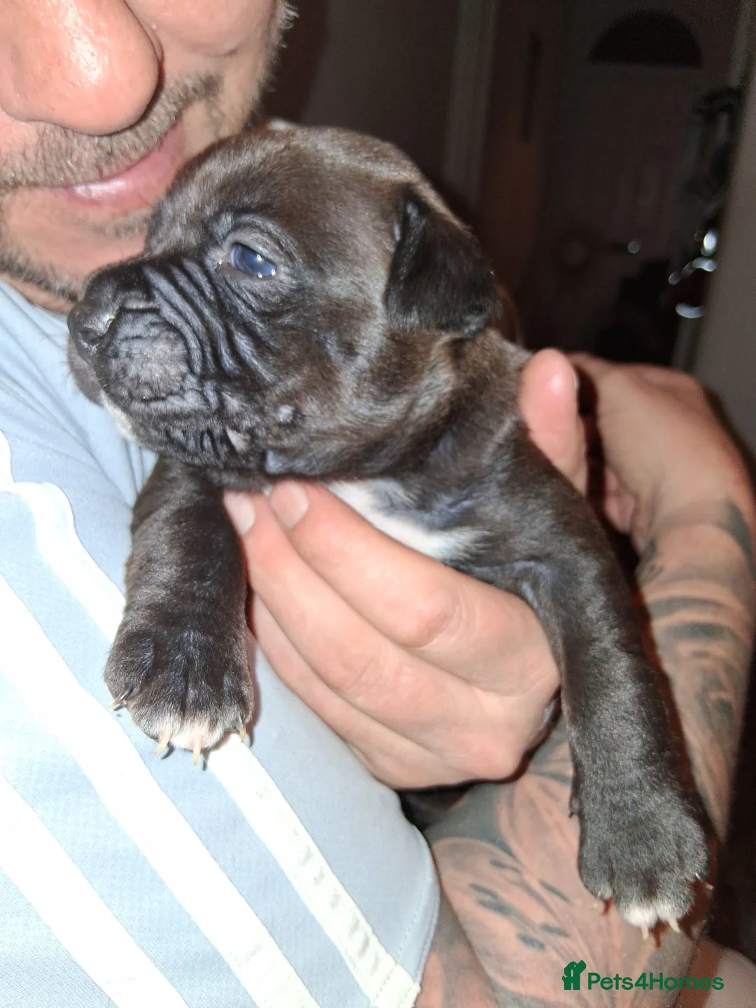 Mixed Breed dogs for sale: Beautiful American bully x staff pups.  - Advert 3