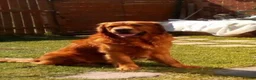 Golden Retriever dogs for sale: Golden Retriever puppies  in Derby - Advert 3