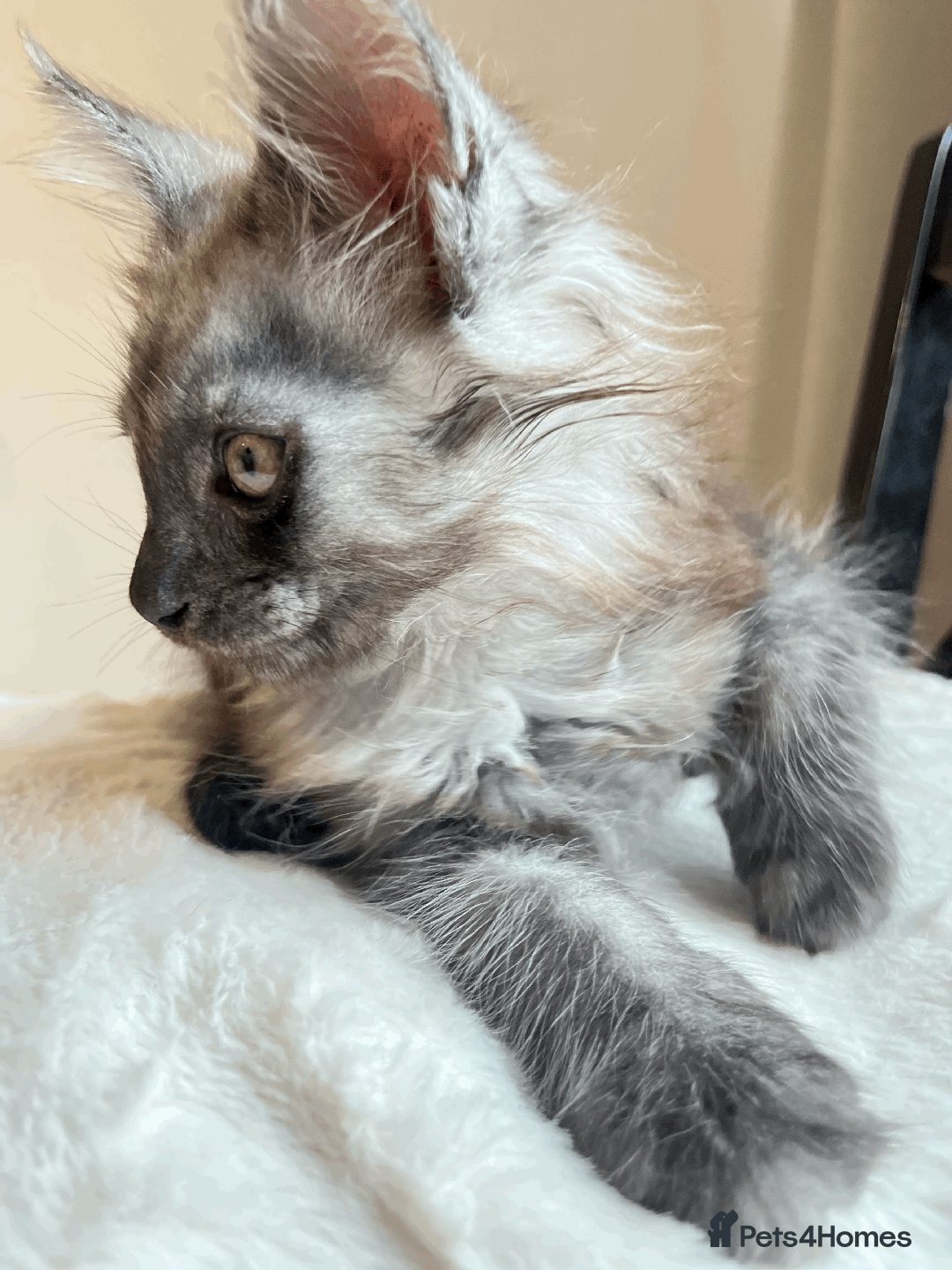 Maine Coon cats for sale: XXL CHAMPION RUSSIAN LINE.MAINE COON KITTENS - Advert 13