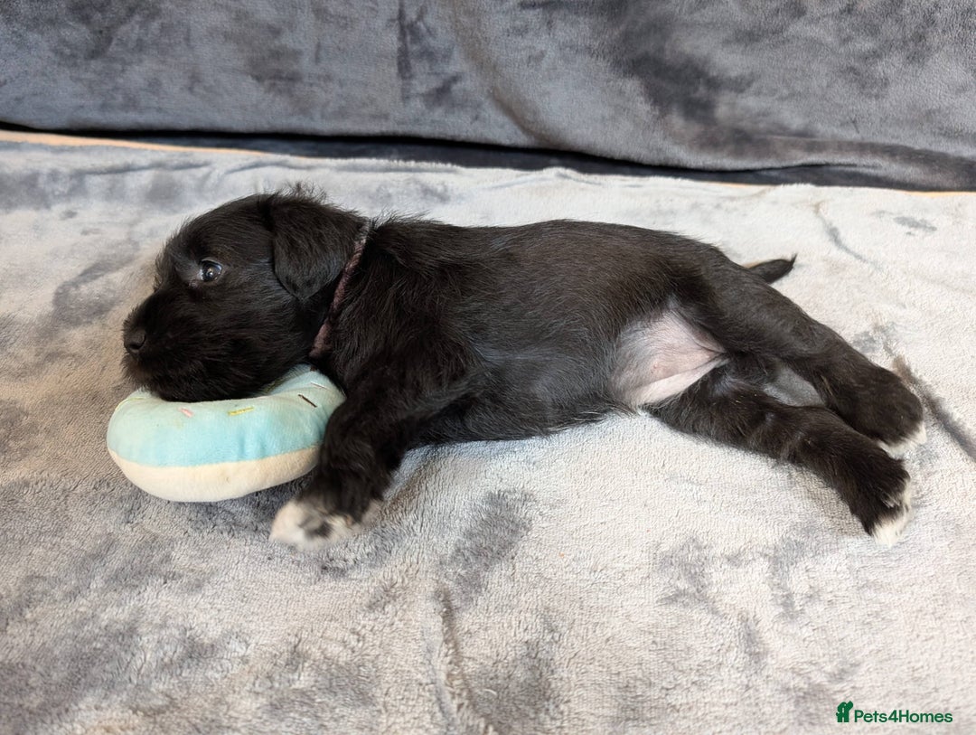 Miniature Schnauzer dogs for sale: Quality Mini Schnauzers - Image 12