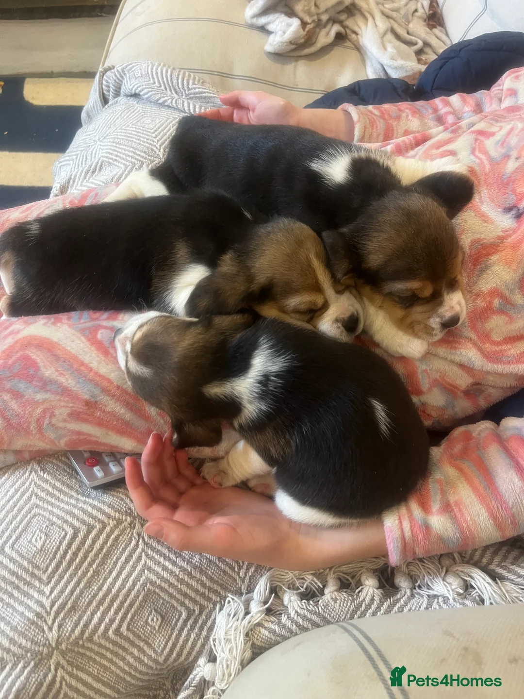 Beagle dogs for sale: Pedigree Beagle Puppies – Ready 7th February 2026  - Advert 2