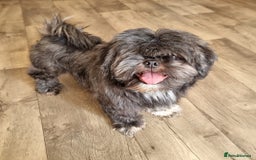 Shih Tzu dogs for sale: Loving cheeky Shihtzu for loving home ❤️ - Image 3
