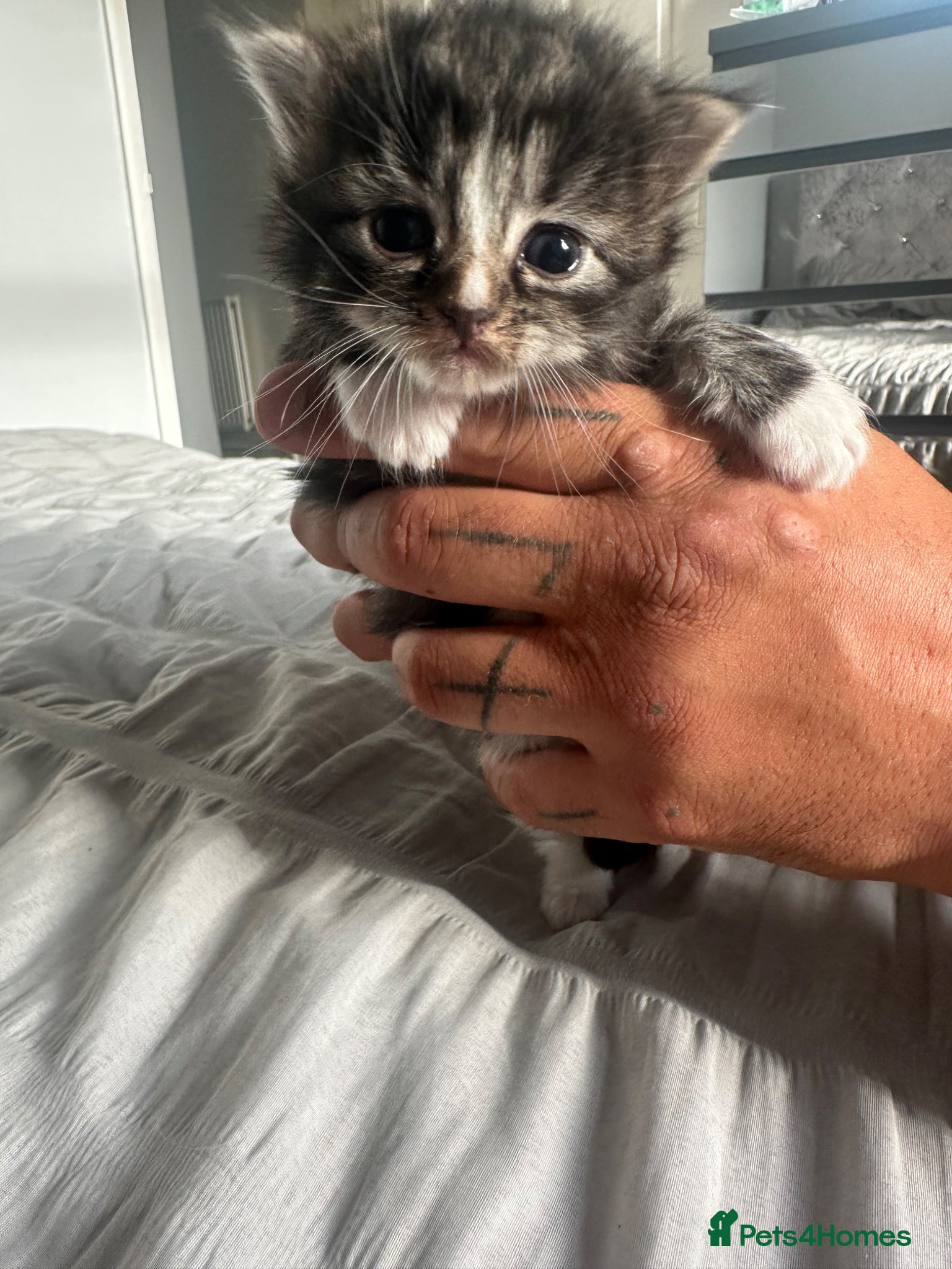 Ragdoll cats Ragdoll cross (mother is the ragdoll) kittens £225 - Advert 16