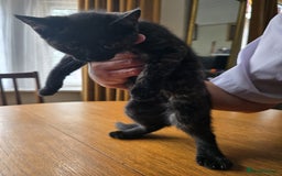 Mixed Breed cats for sale: 3 kittens £30 each - Image 3