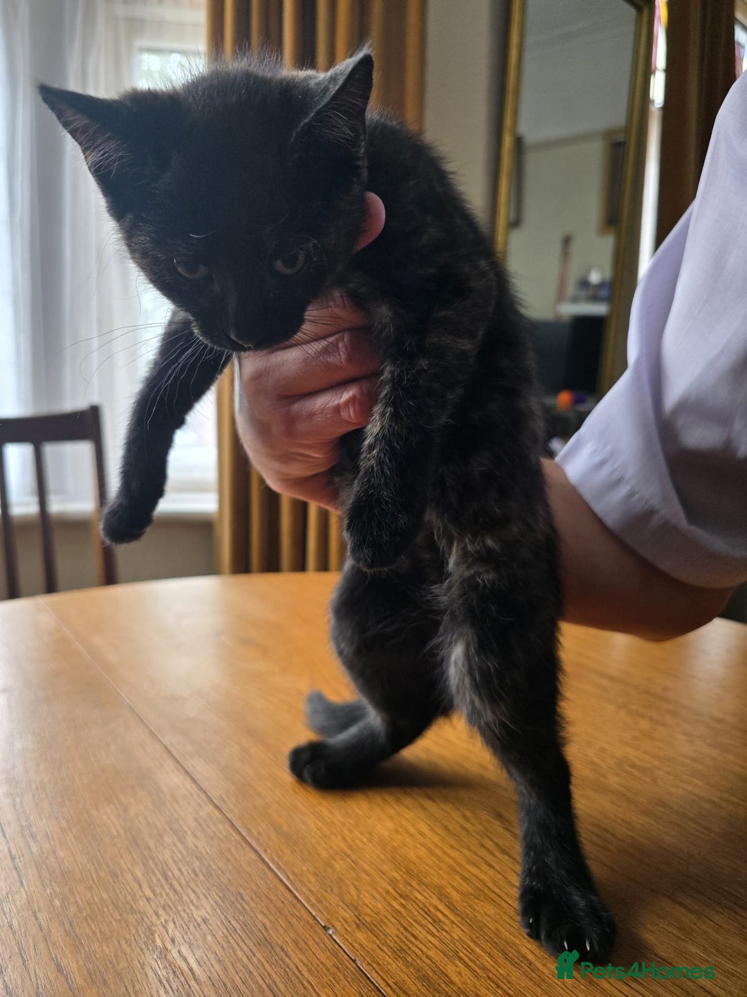Mixed Breed cats for sale: 3 kittens £30 each - Image 3