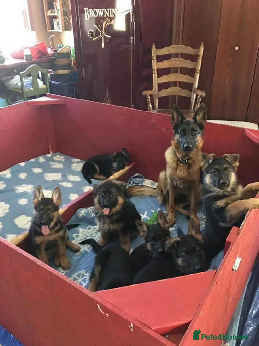 German Shepherd dogs for sale: Five German shepherd ready now in Liverpool - Advert 5