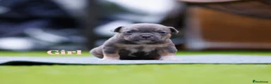 American Bully Puppy 2