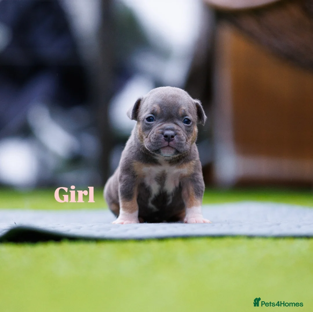 American Bully dogs for sale: Top Tier American Pocket Bullies for SALE!! - Advert 10