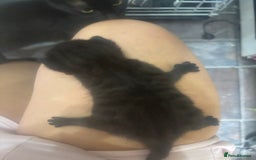 Mixed Breed cats for sale: Mixed breed kittens - Image 8