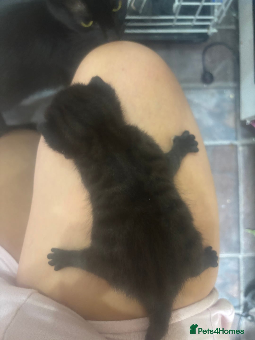Mixed Breed cats for sale: Mixed breed kittens - Image 8