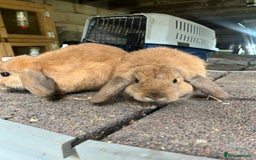 Mini Lop rabbits for sale: 2 female sooty fawns  - Image 2