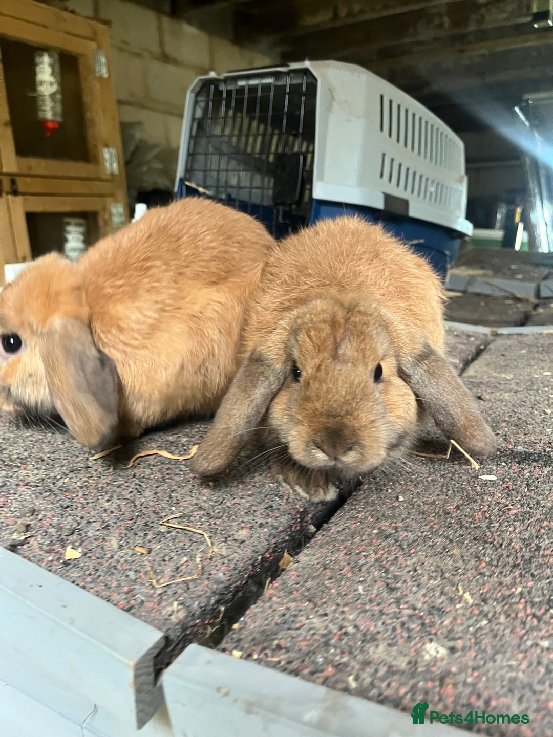 Mini Lop rabbits for sale: 2 female sooty fawns  - Image 2