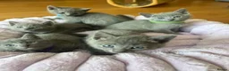 Russian Blue cats for sale: TICA REGISTERED Pure Breed Russian Blue Kittens - Advert 10