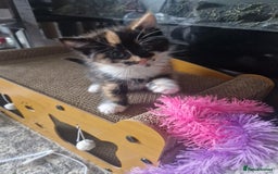 Mixed Breed cats for sale: 5 beautiful kittens 4 female 1 male - Image 6