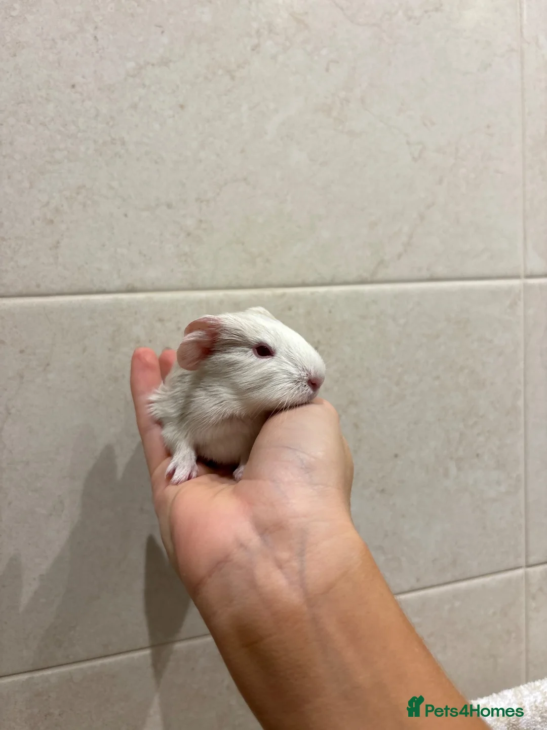 Guinea Pig rodents for sale: Bonded male guinea pigs  - Advert 1