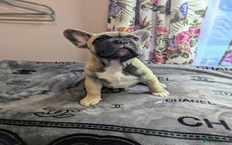 French Bulldog dogs for sale: Gorgeous boy - Image 2