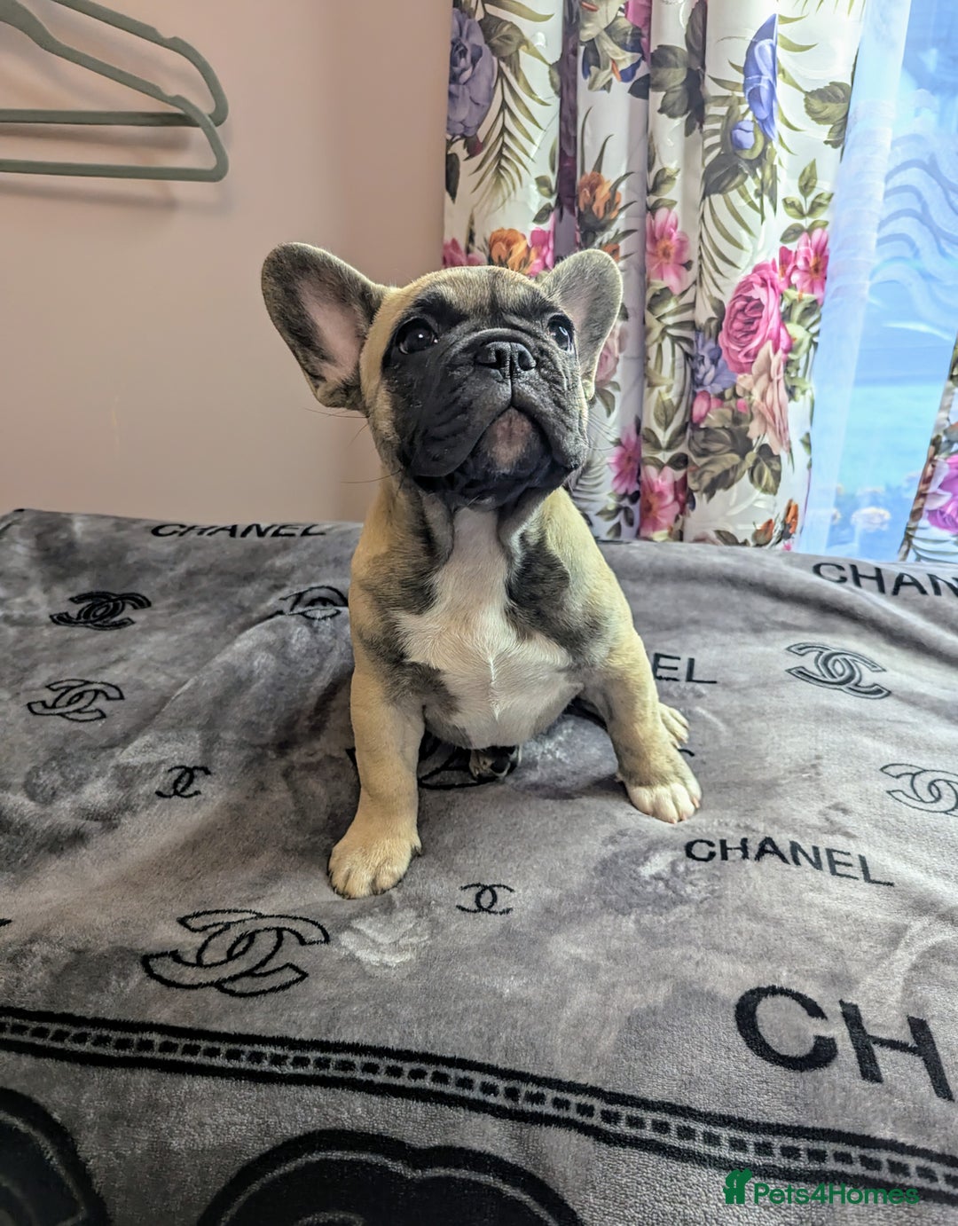 French Bulldog dogs for sale: Gorgeous boy - Image 2