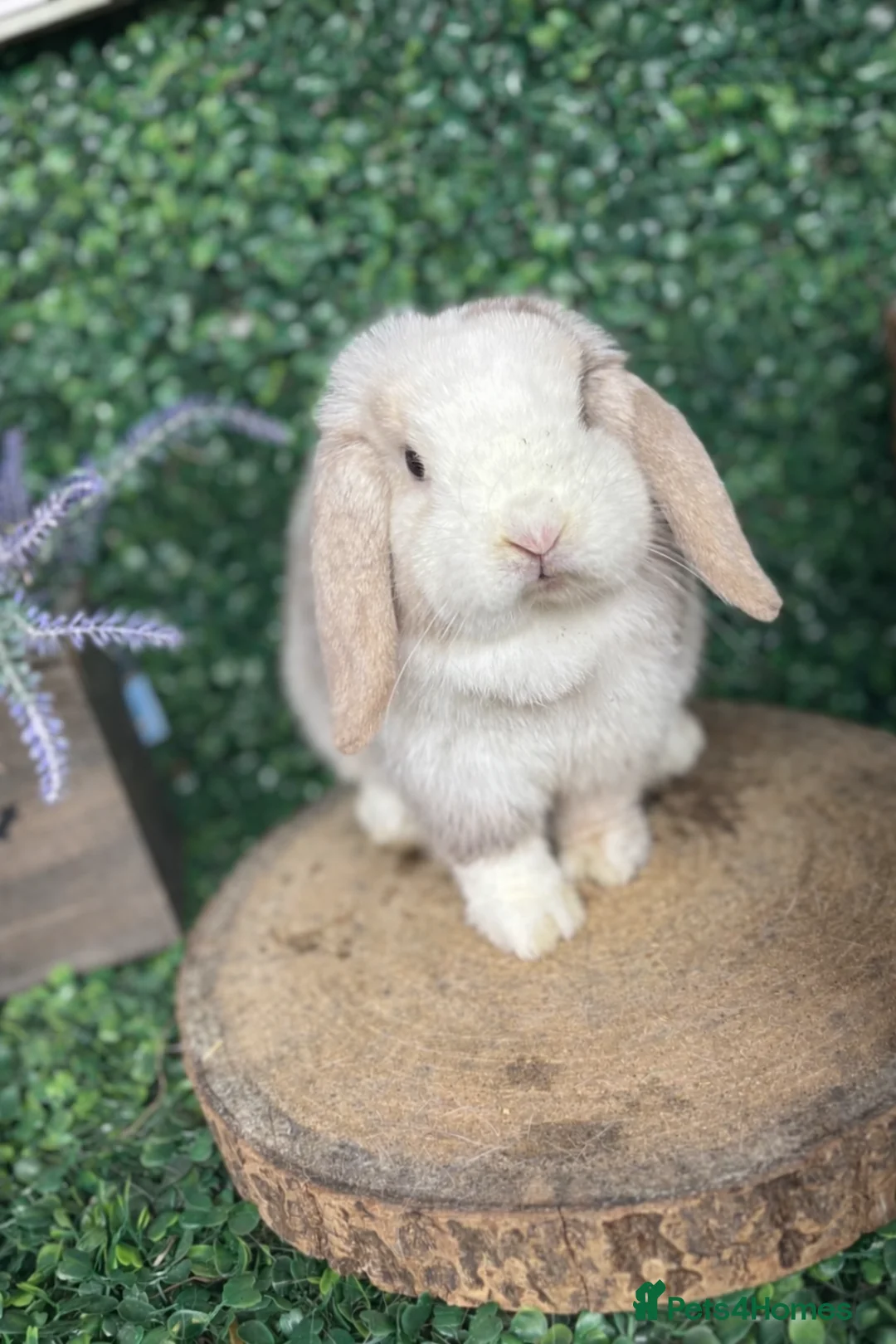 Mini Lop rabbits for sale: 🧡PEDIGREE MINILOPS🧡 - Advert 10