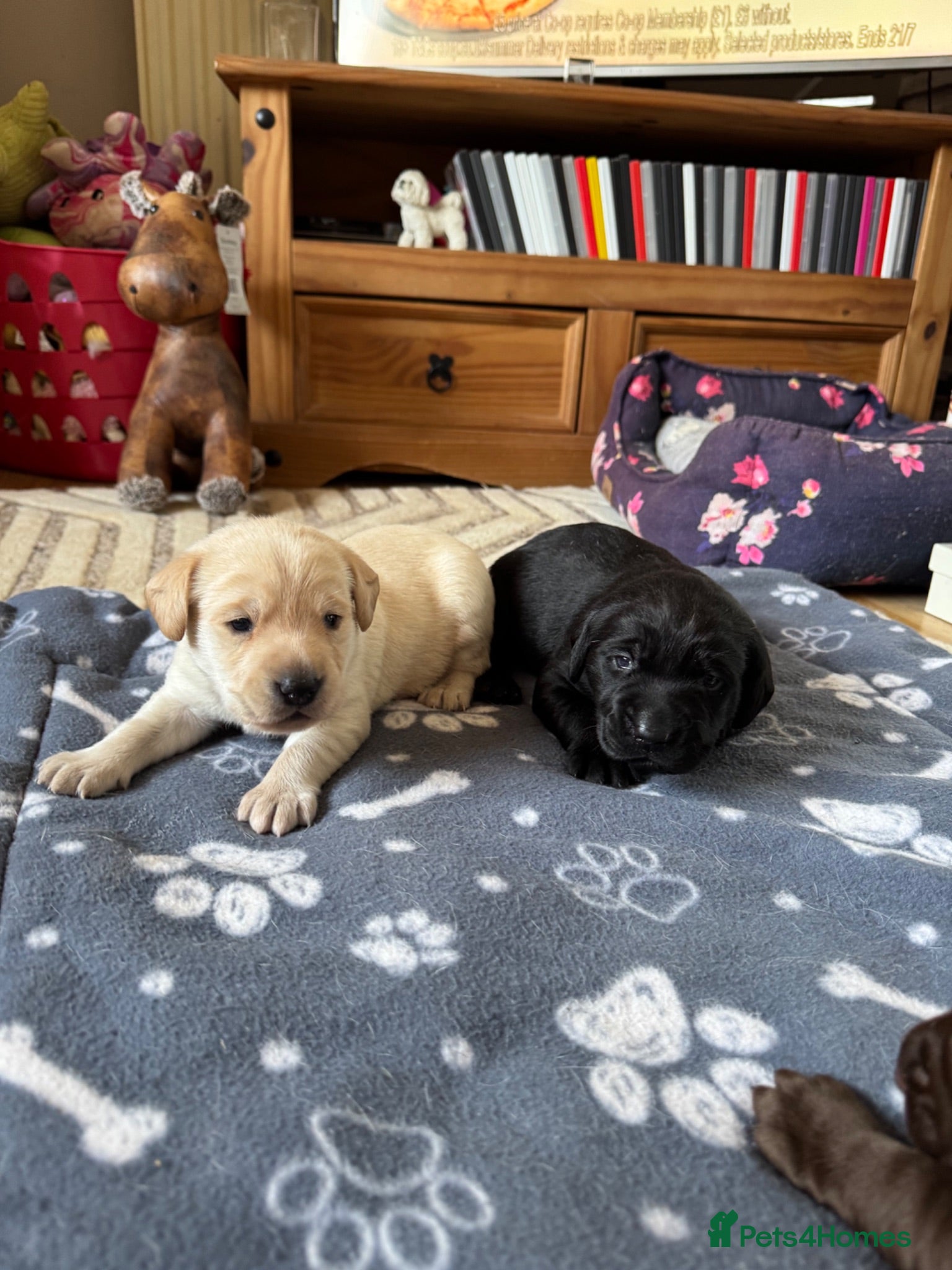 Labrador Retriever dogs KC Registered Puppies for sale  - Advert 3