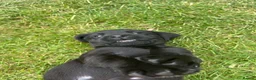 Labrador Retriever dogs for sale: KC registered Black Labrador Pups  - Advert 11