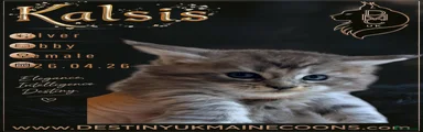 Kalsis