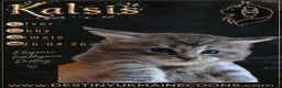 Maine Coon cats for sale: 2 Full Pedigree Maine Coon Kittens  - Advert 13