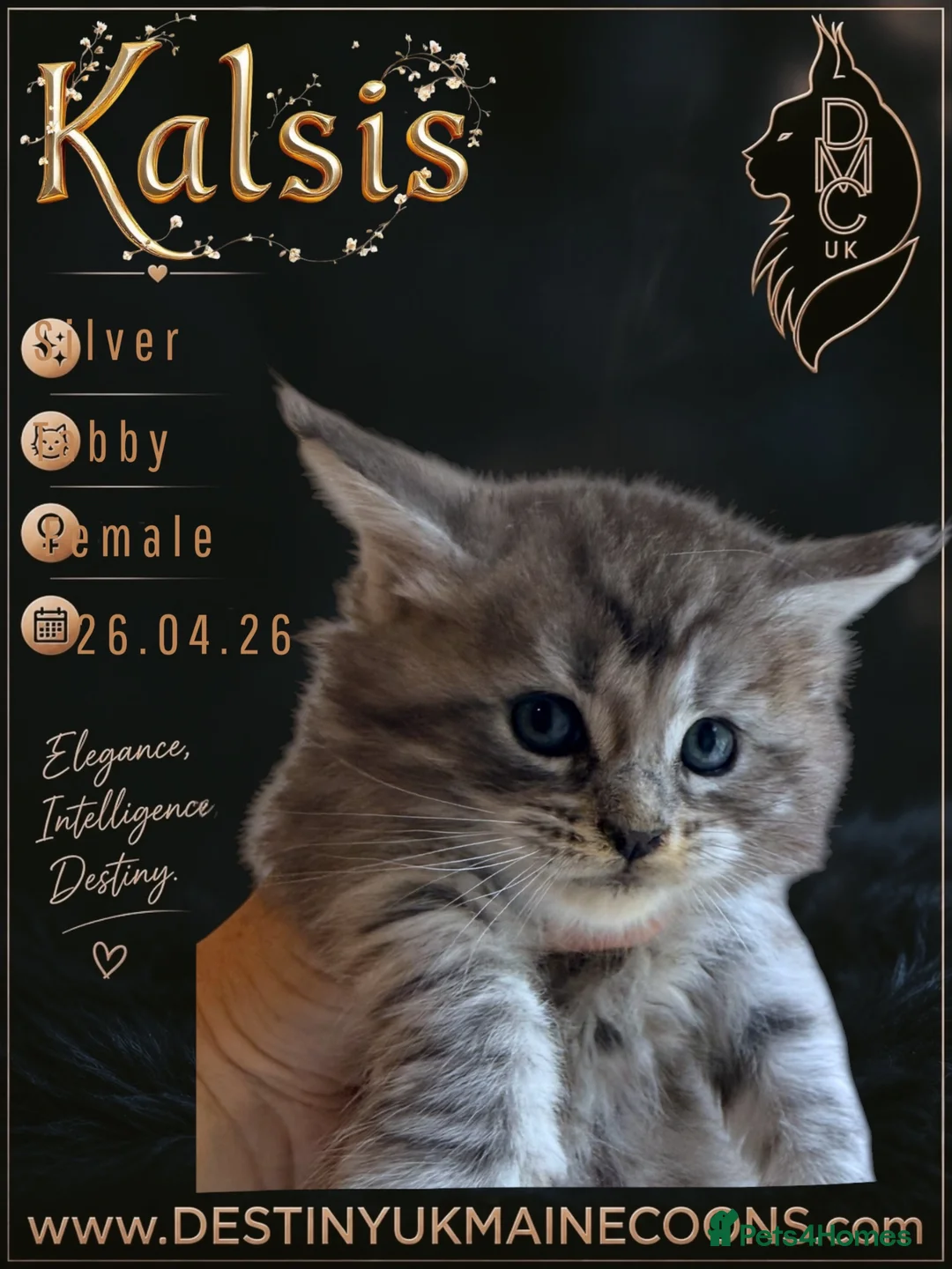 Maine Coon cats for sale: 2 Full Pedigree Maine Coon Kittens  - Advert 13