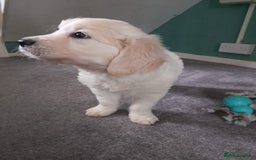 Golden Retriever dogs for sale: Golden retrieve Puppies - Image 4