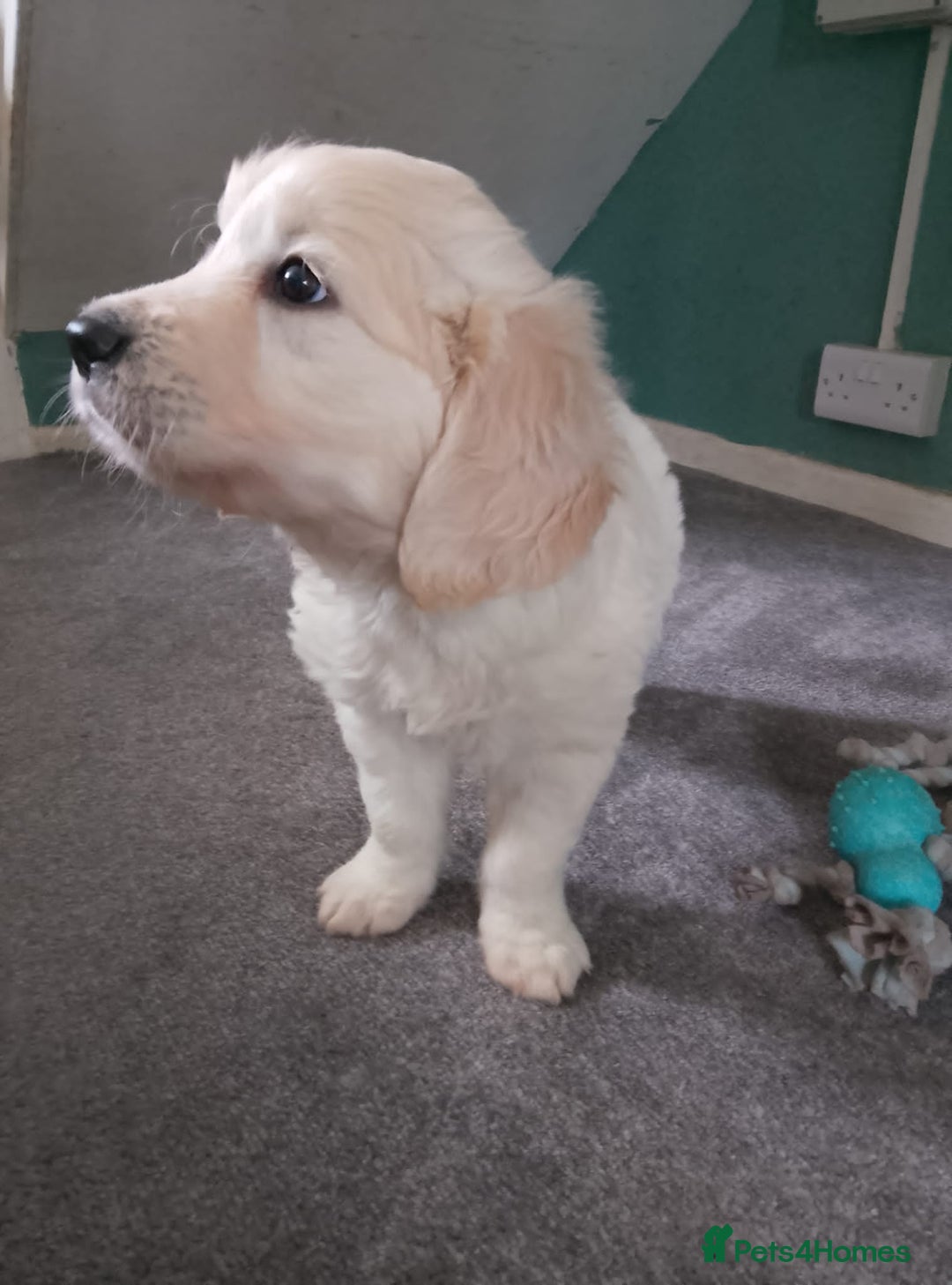 Golden Retriever dogs for sale: Golden retrieve Puppies - Image 4
