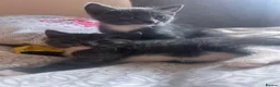 Mixed Breed cats for sale: Female kitten  - Advert 5