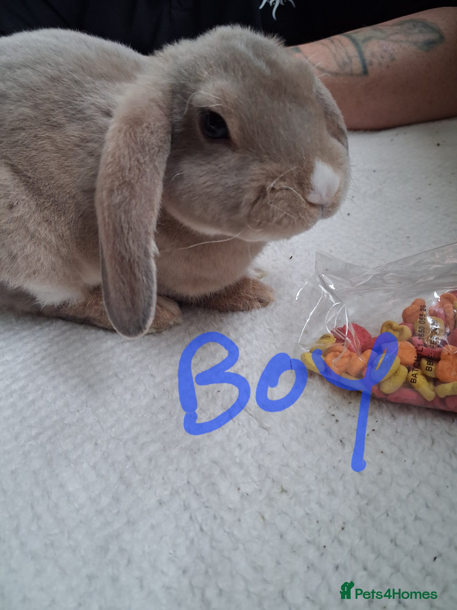 Rex rabbits Mini lop x rex and 2 pure re **  - Advert 5