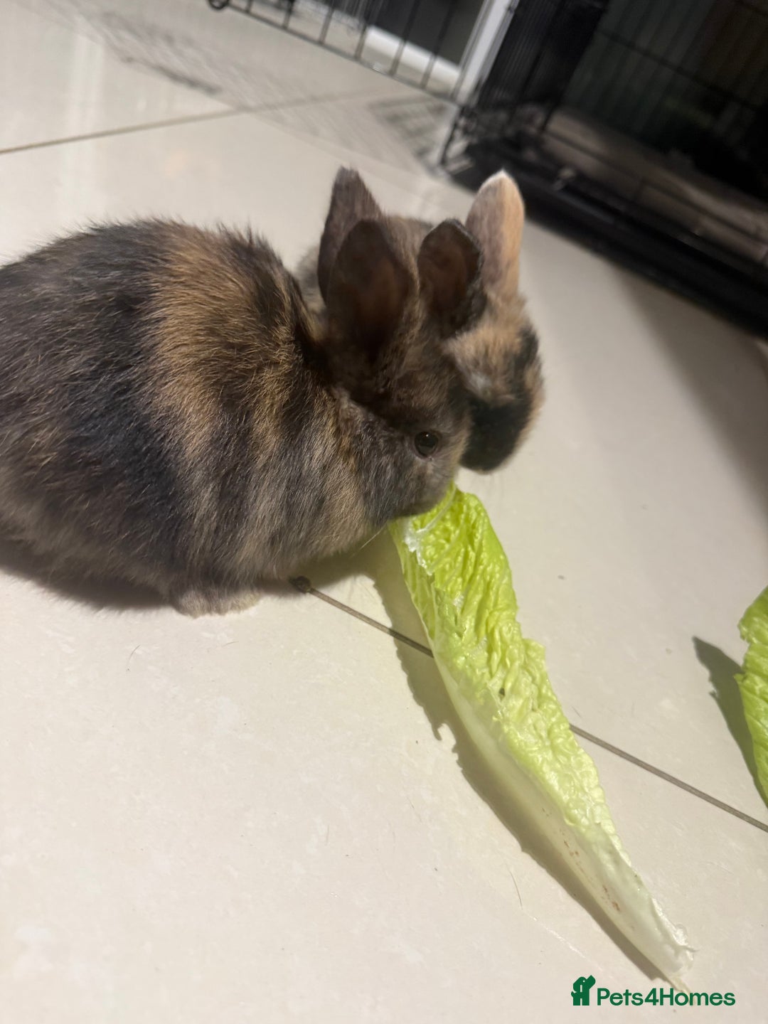 Mini Lop rabbits for sale: Mini Lop - Advert 8