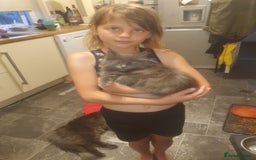 Maine Coon cats for sale: Blue manie coon - Image 6
