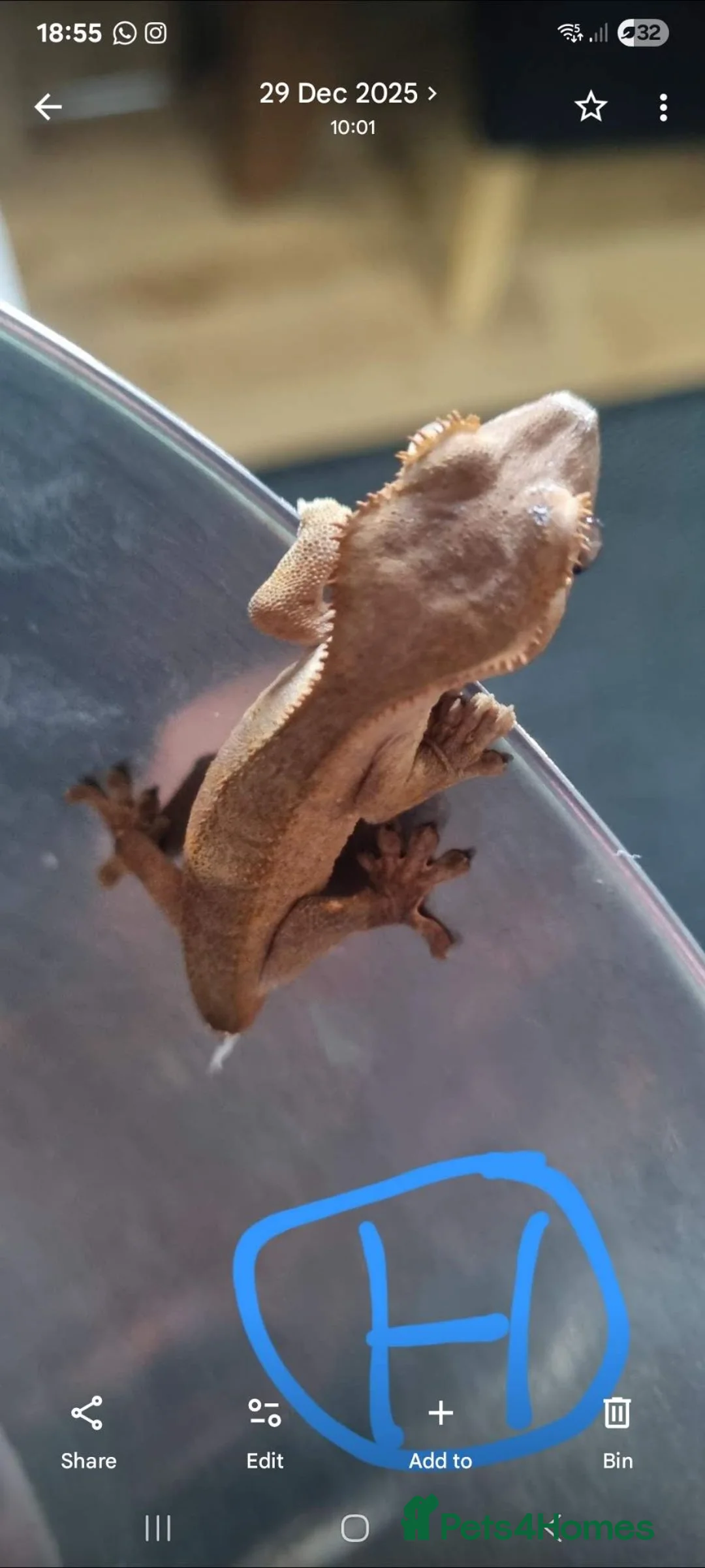Gecko reptiles for sale: Crested geckos  - Advert 9