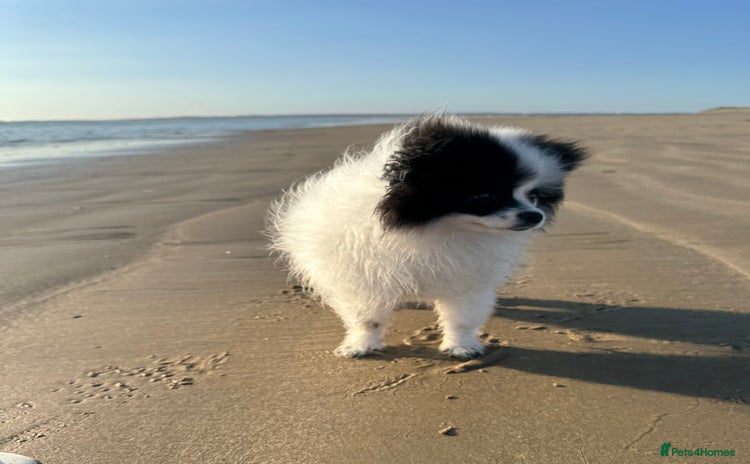 Pomeranian dogs - Advert 4