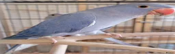 Ringnecks birds for sale: Juveniles Ringnecks - Advert 3