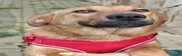Mixed Breed dogs for adoption: ❤️🐶 YARA – FULL OF GENTLE LOVE in Folkestone - Advert 2