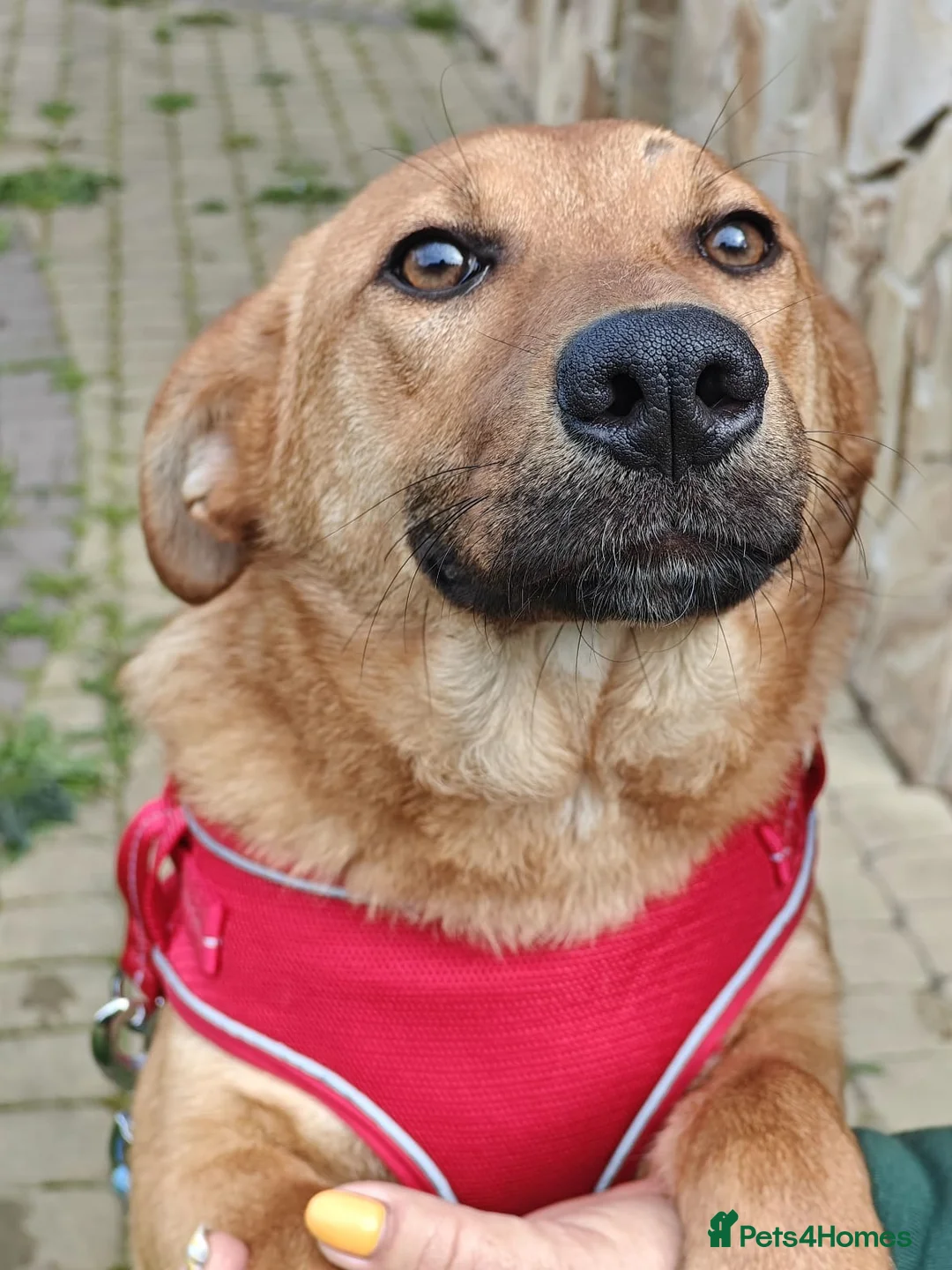 Mixed Breed dogs for adoption: ❤️🐶 YARA – FULL OF GENTLE LOVE in Folkestone - Advert 2