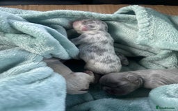 French Bulldog dogs for sale: fluffy french bulldogs - Advert 16