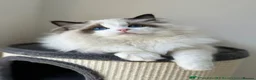 Ragdoll cats for sale: Stunning Seal Point Bicolour Ragdoll  - Advert 1