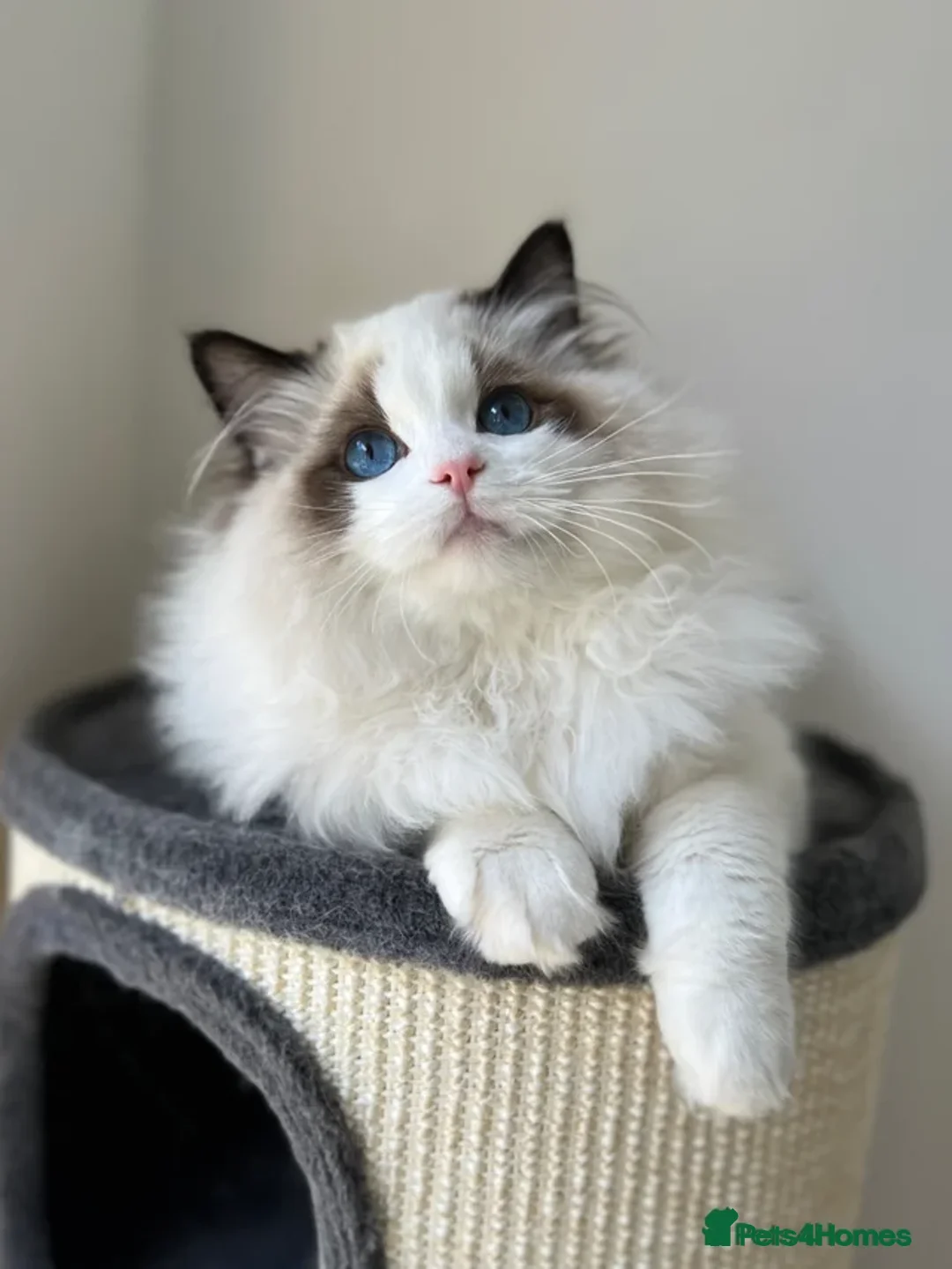 Ragdoll cats for sale: Stunning Seal Point Bicolour Ragdoll  - Advert 1