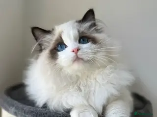 Ragdoll cats Stunning Seal Point Bicolour Ragdoll - Advert 4