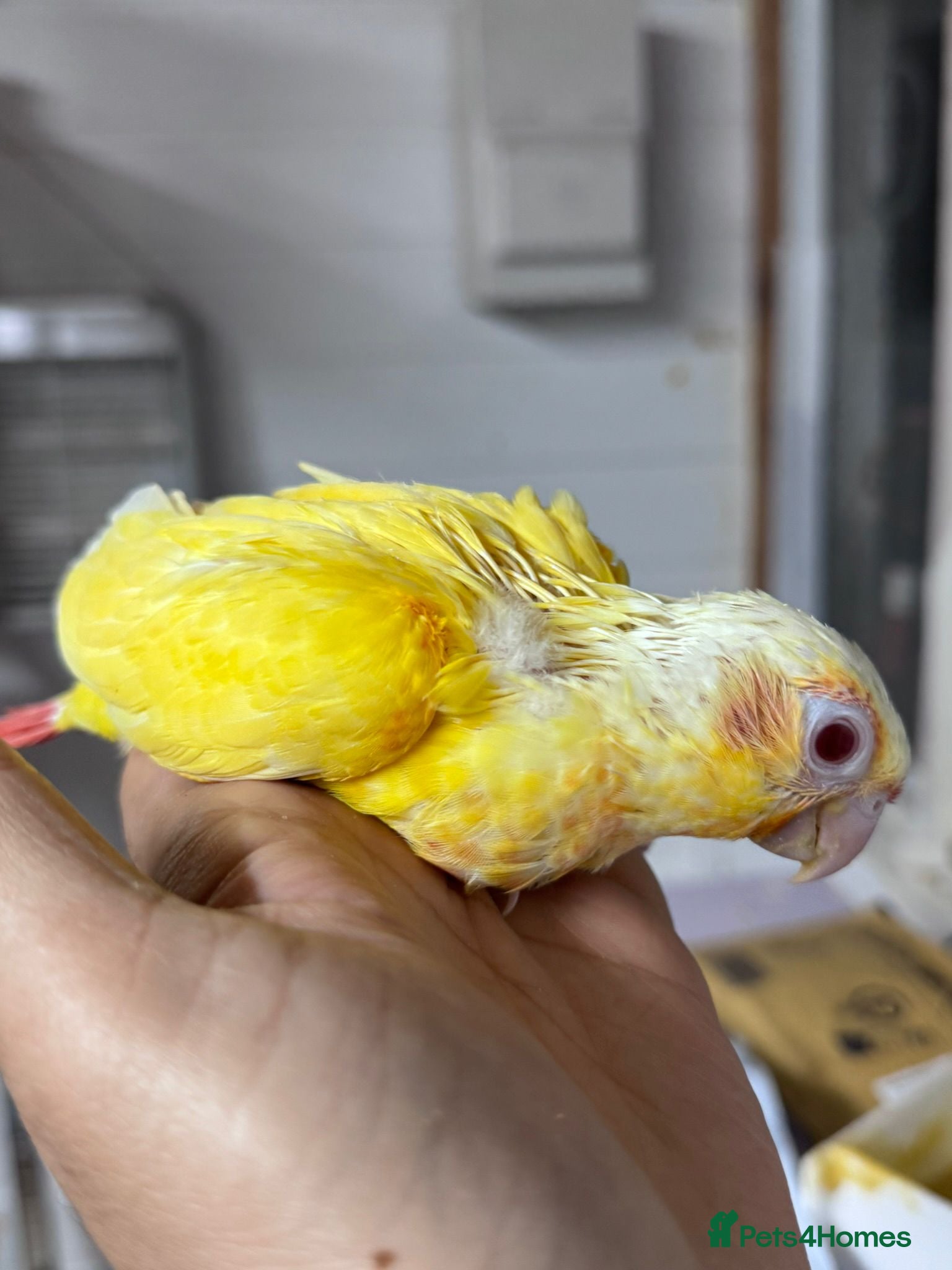 Conures birds Hand reared super tame conure  - Advert 17