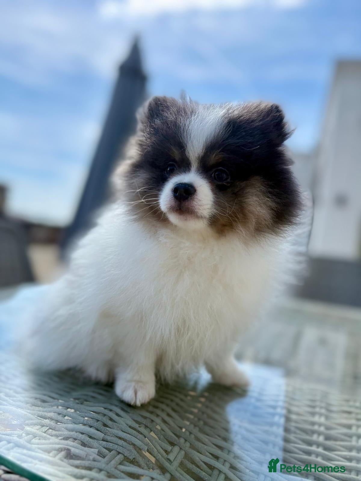Pomeranian dogs Stunning KC Registered Small Pomeranian Puppies - Advert 12