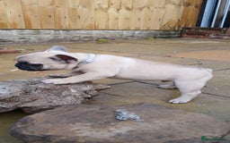 French Bulldog dogs for sale: Quality standard french bulldogs.  - Advert 6