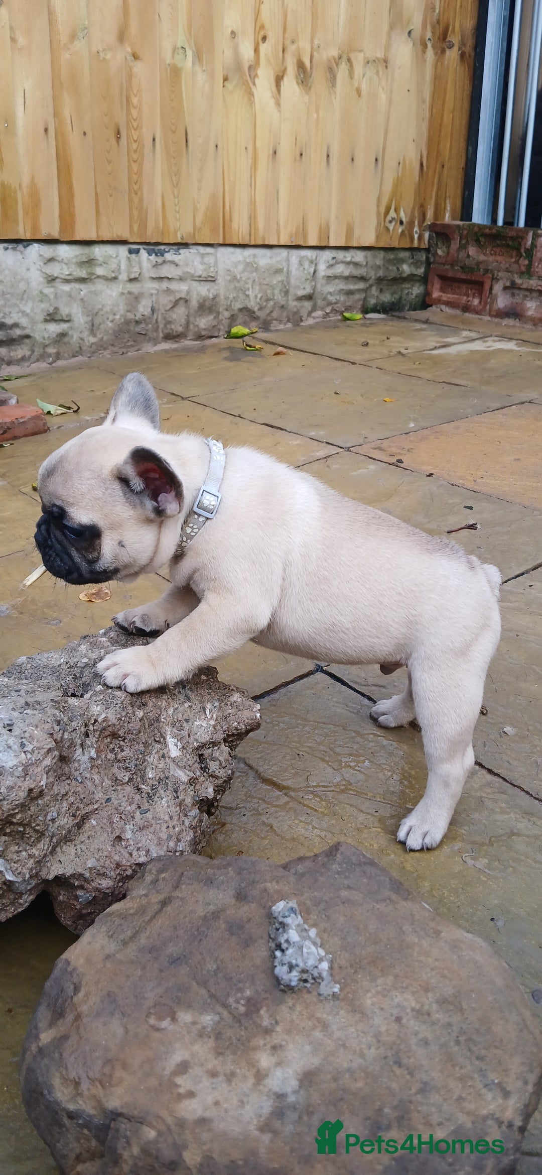 French Bulldog dogs for sale: Quality standard french bulldogs.  - Advert 6