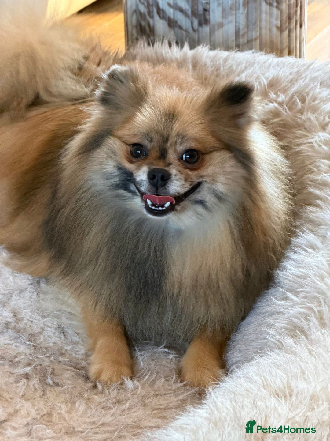 Pomeranian dogs for sale:  Adult merle Pomeranians reduced 🌈 - Advert 2