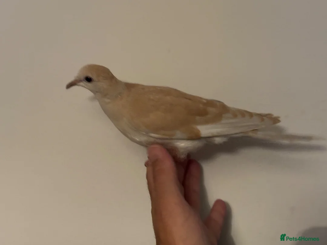 Doves birds for sale: Young Ringneck/Java Dove - Advert 2