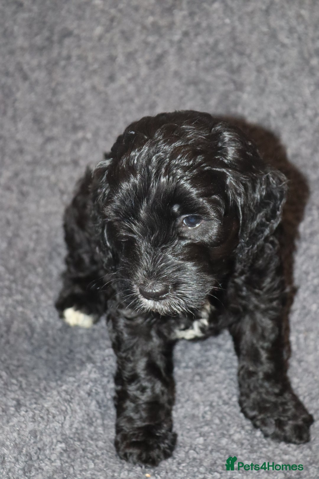 Cockapoo dogs for sale: Adorable Puppies Looking for Their Forever Homes! - Advert 10