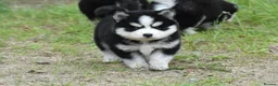 Pomsky dogs for sale: Genuine Pomsky puppies from health tested parents - Advert 17